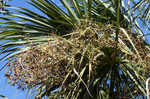 Cabbage palmetto